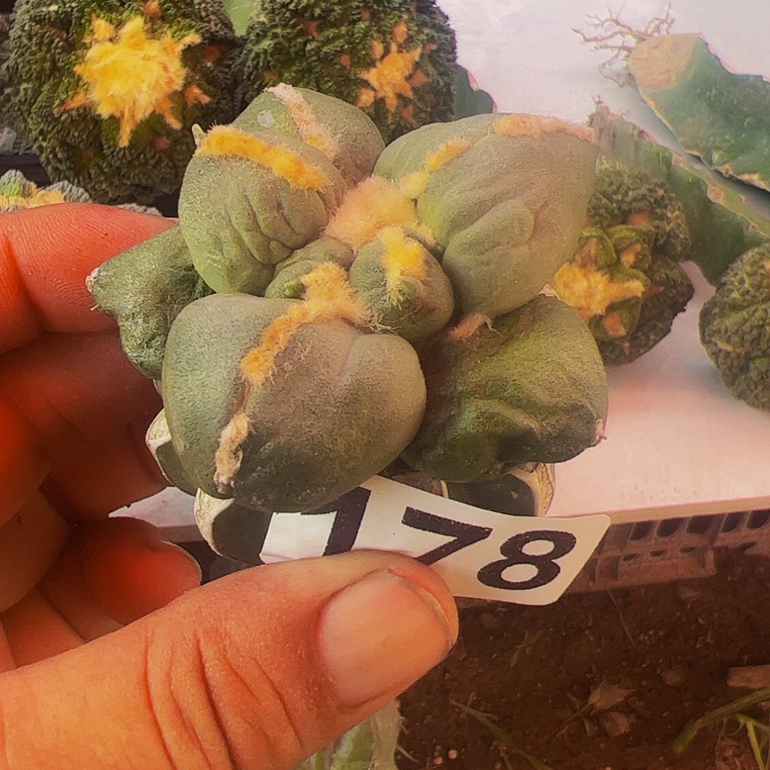 无花朵福利中筋蛋尤怒178