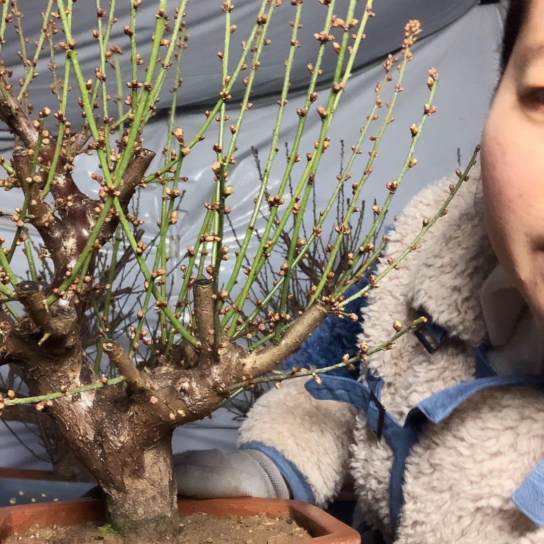 南***阁完全开放梅花盆景老桩