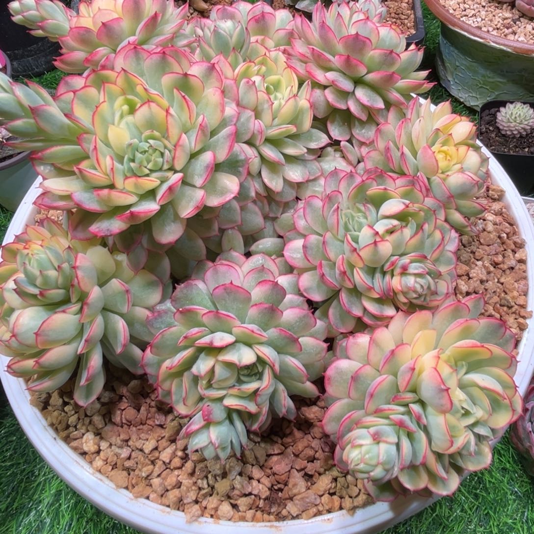 爱***壳梦幻玫瑰锦，一物一拍
