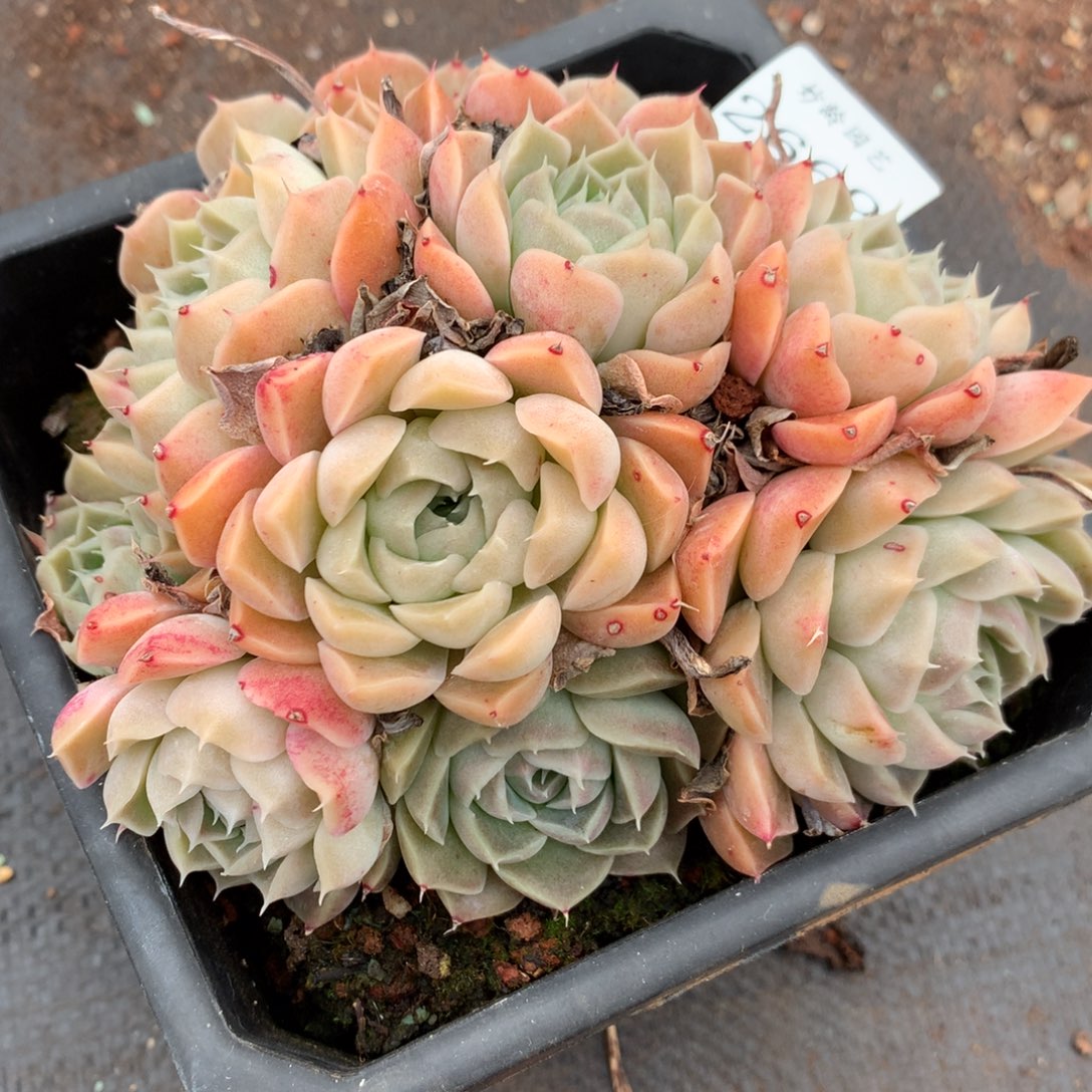 2669新年快乐发发发