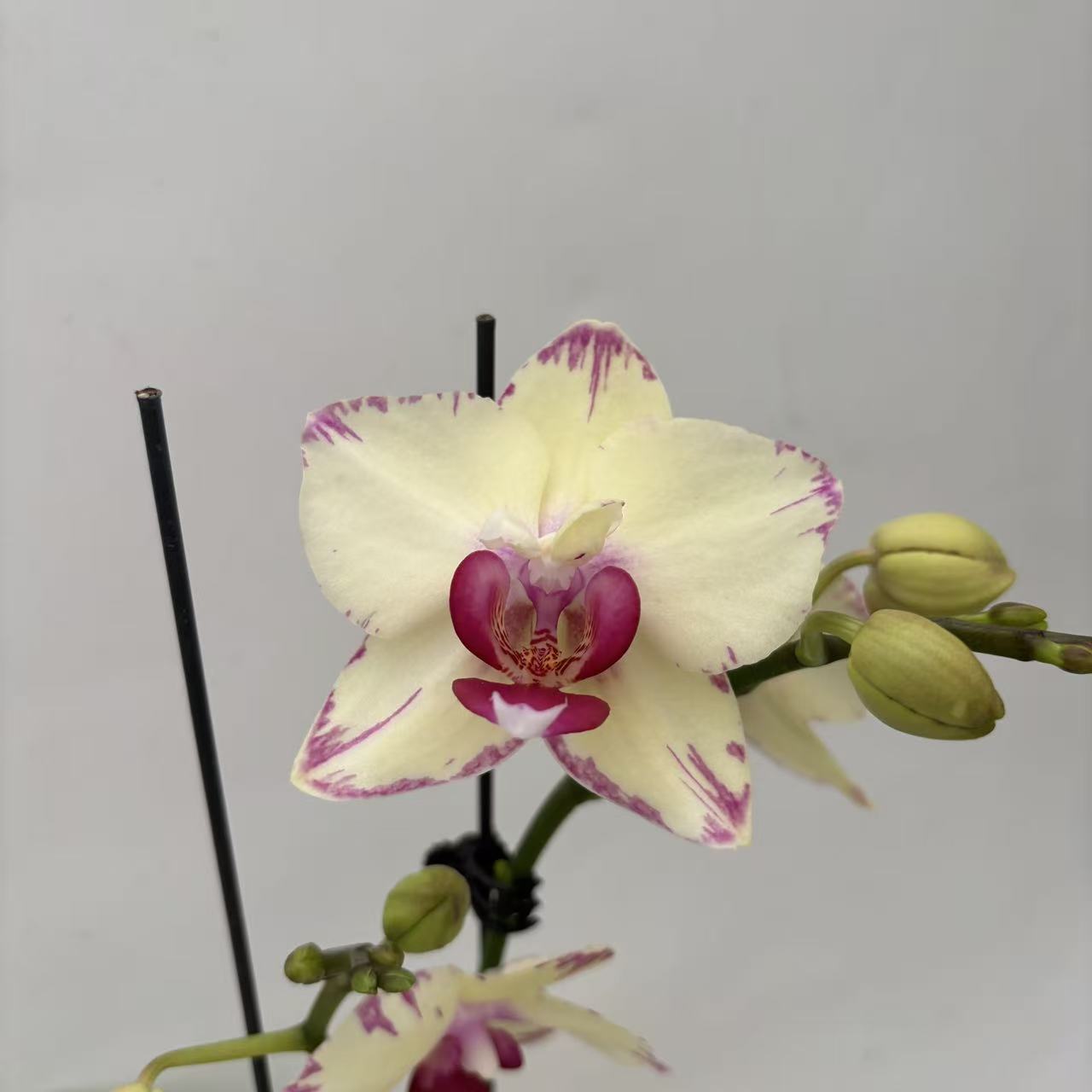 【绿闪电单剑】梦语花卉 精品蝴蝶兰 叶片瑕疵为正常现象