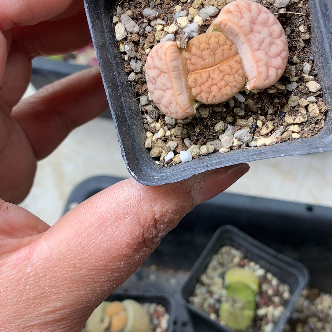 H61多肉植物保护研究所