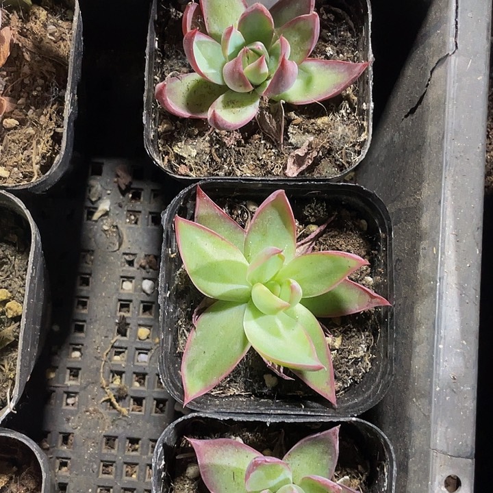 6.5方盆惊鸿仙子