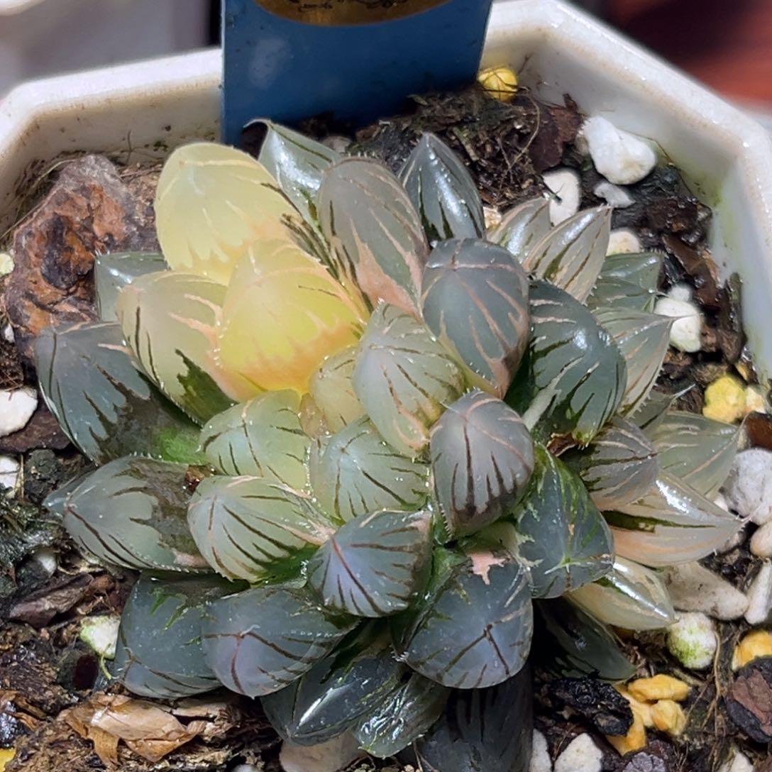 恭喜发财大吉大利870霓虹