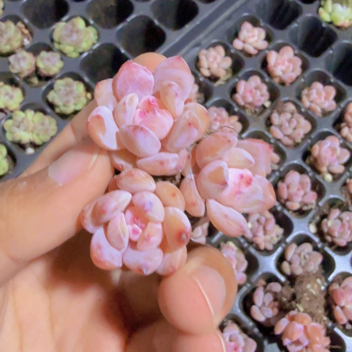 樱花珍妮五颗一组