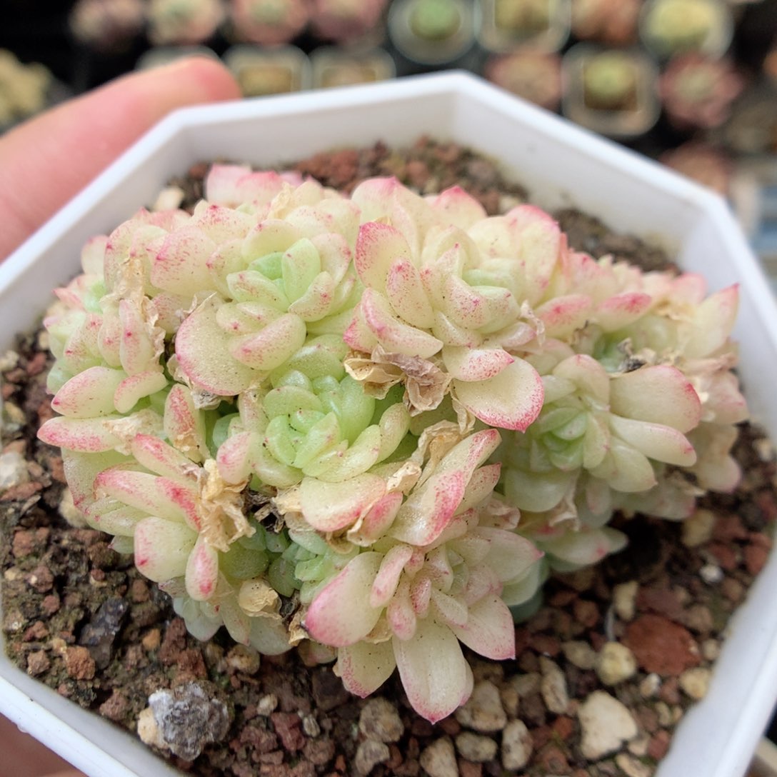 G130 ，20包邮两天凑单偏远不发货