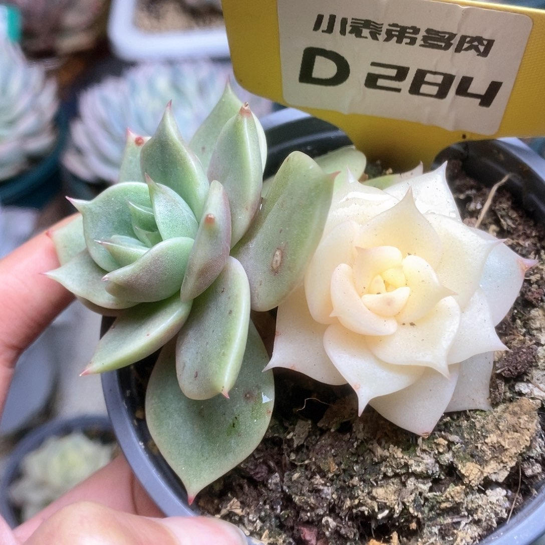 284锦锦锦锦锦锦锦