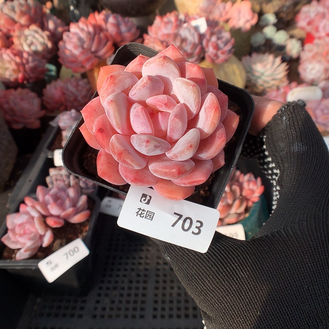 703日本雪天使多肉植物