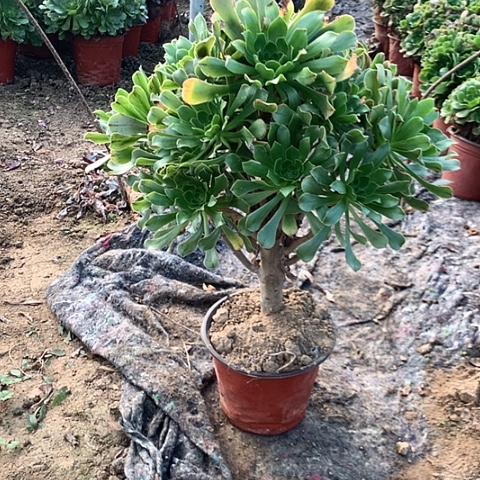 原始绿多肉植物法师21