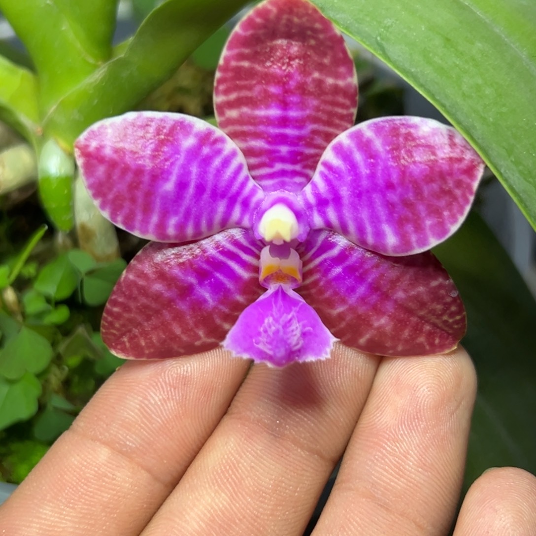 完全开放l197大花路德瑕疵