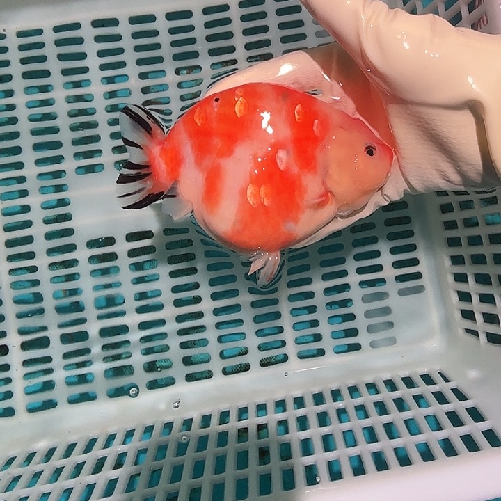 金鱼包邮4828588188