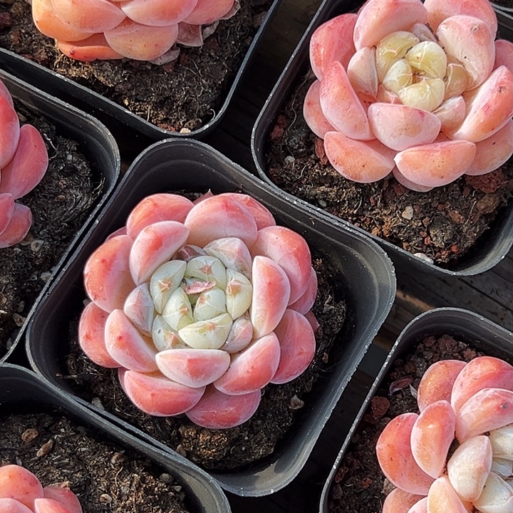 单头             海棠红