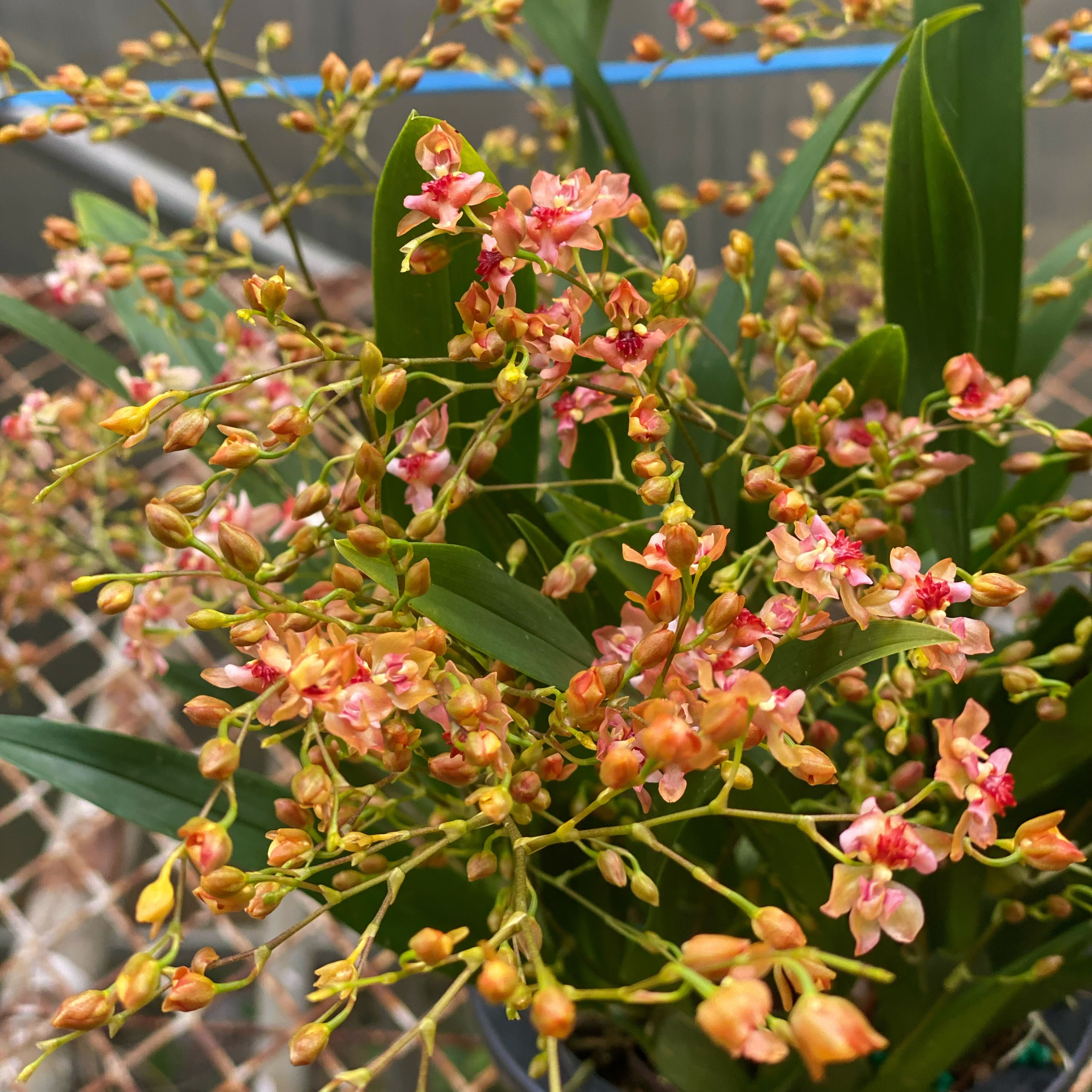 橘色梦香兰【大盆10花条】熟花苞香气浓带花苞带原盆发货