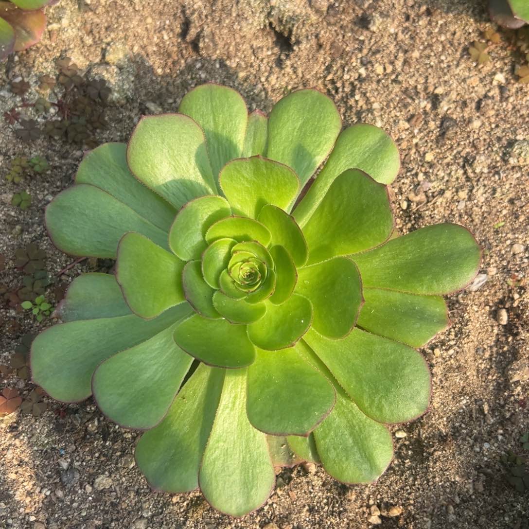 雨荷单头带崽多肉植物