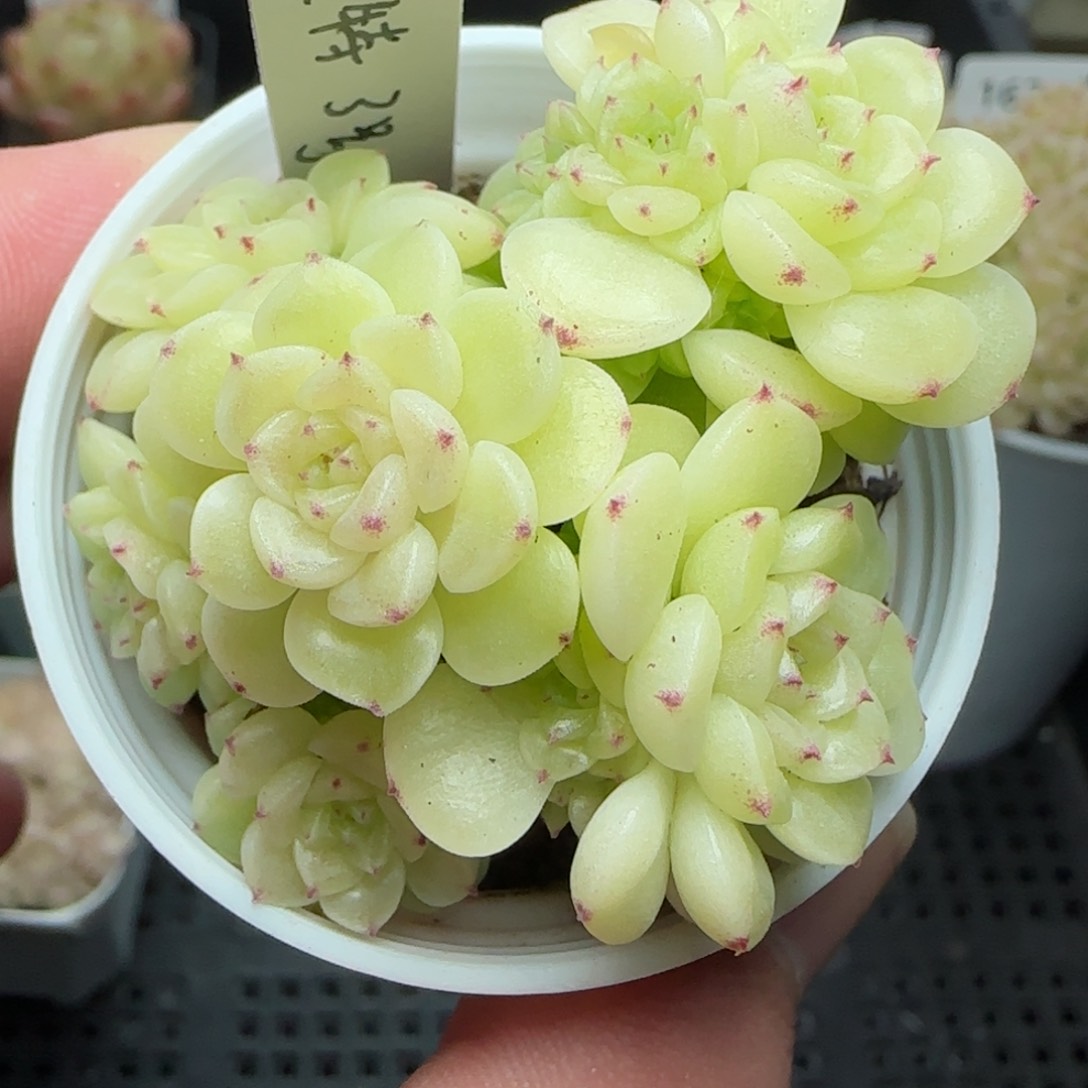 0201-164（模特-3）