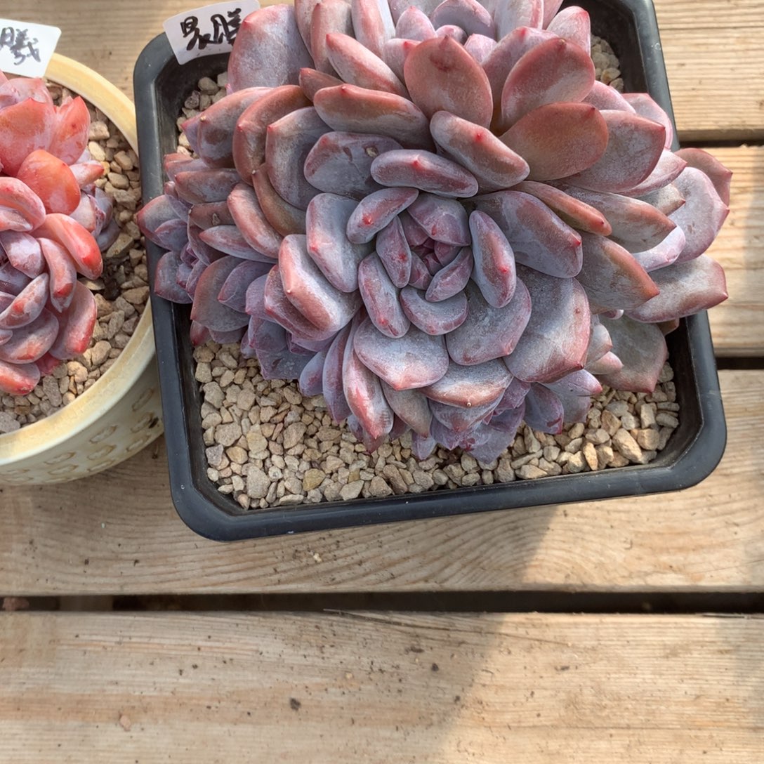 无花朵晨曦哈哈哈哈哈哈哈