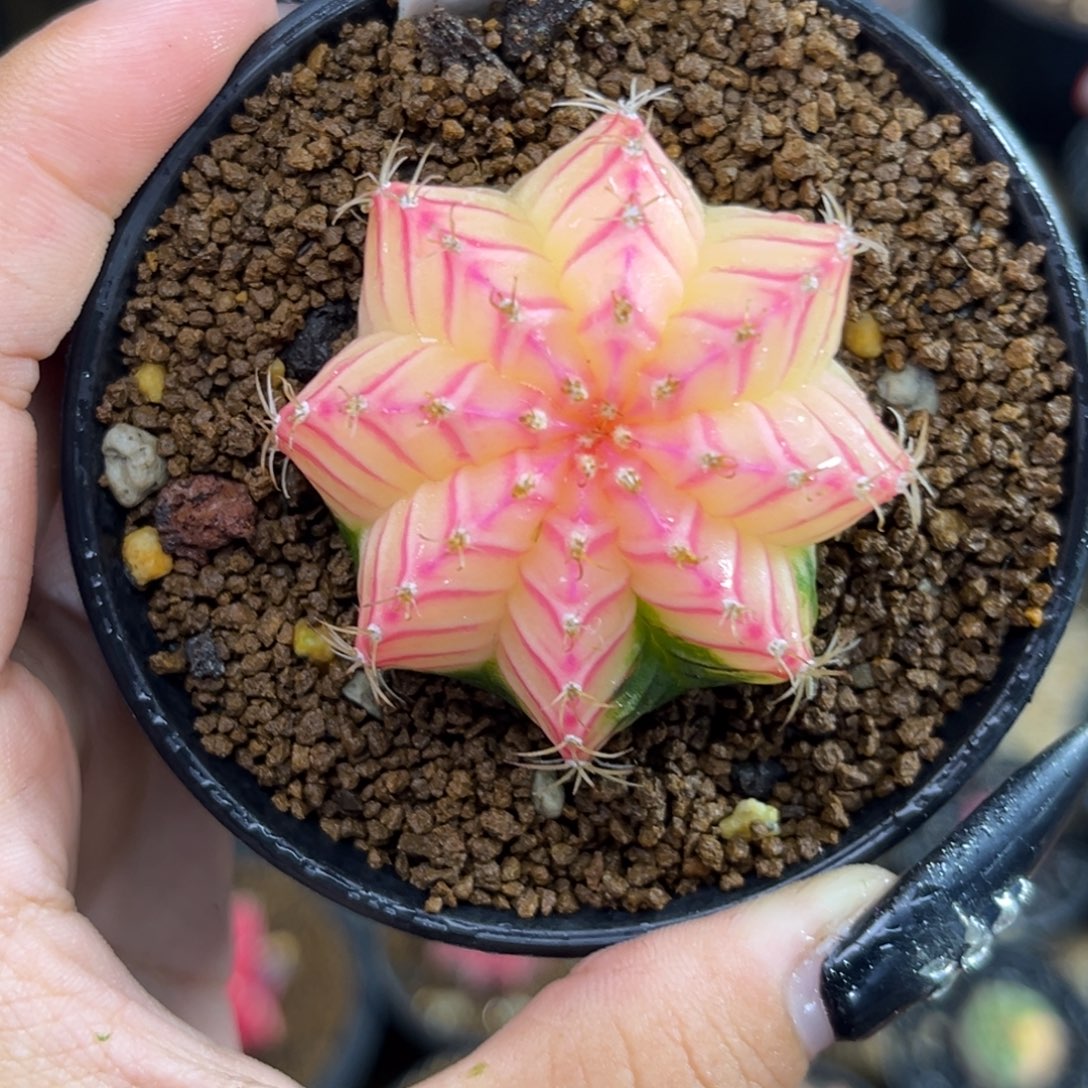 237    带盆土发货