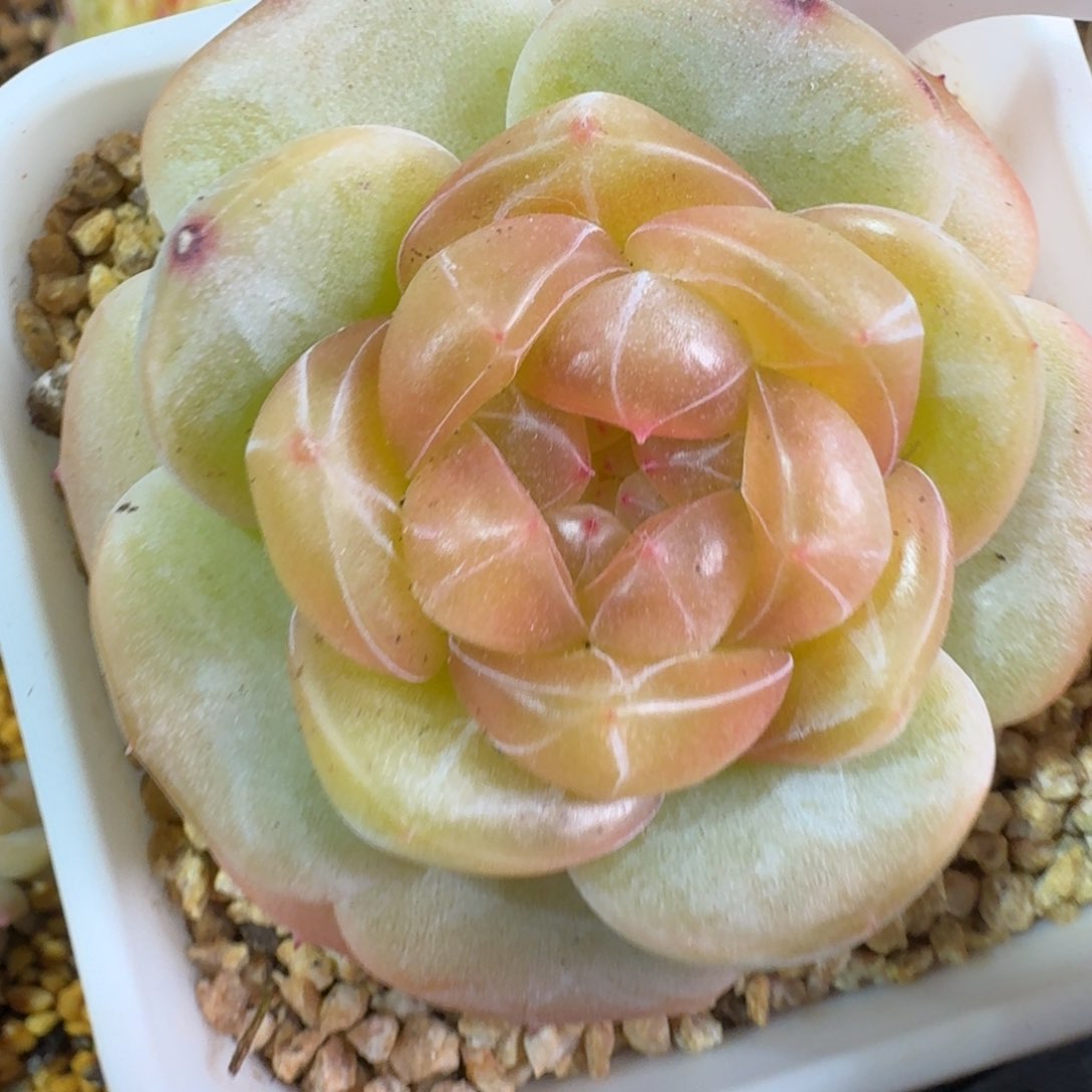 119-经典堡单头一颗