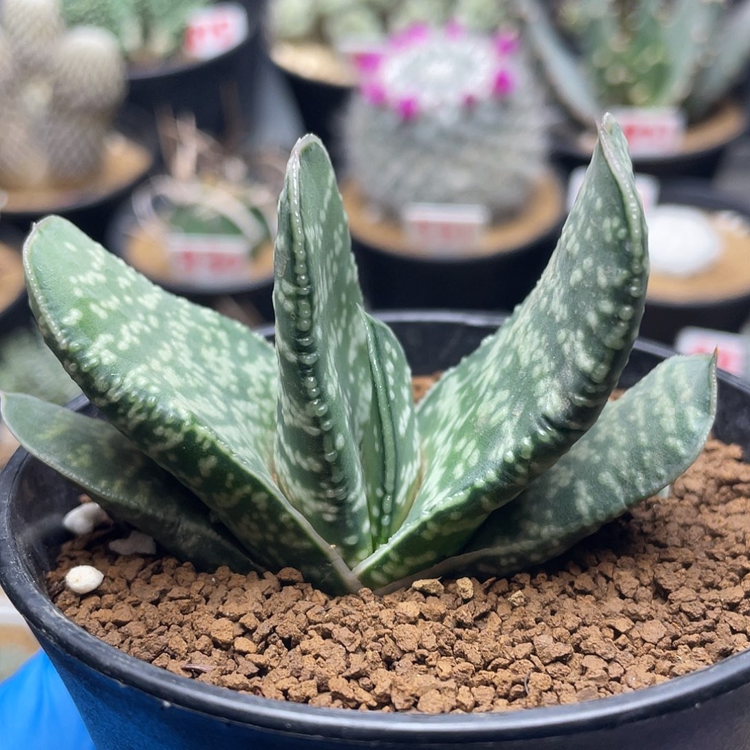 实生卷叶龙虎豹卧牛仙人球