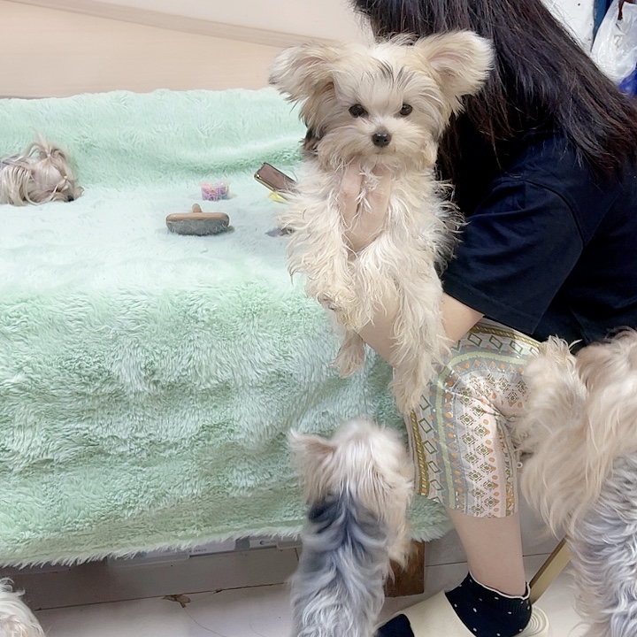 奶白金约克夏妹妹