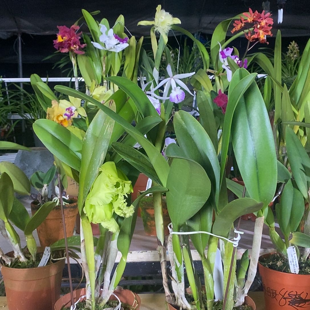 当前无花栽培后可以开花勒*斯洛克