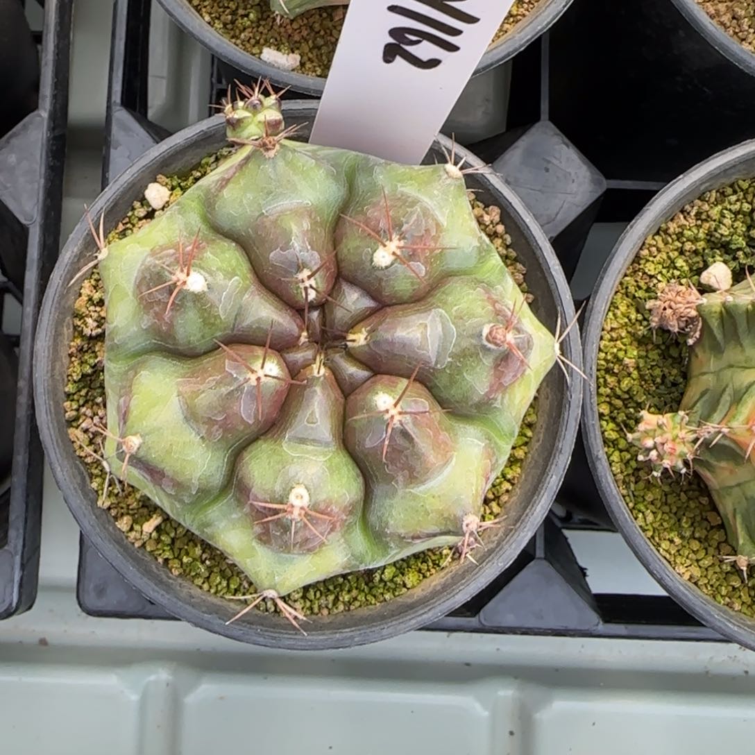 162-0214罗盘脱土发多肉