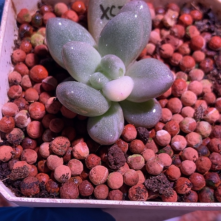 香水锦多肉植物多肉