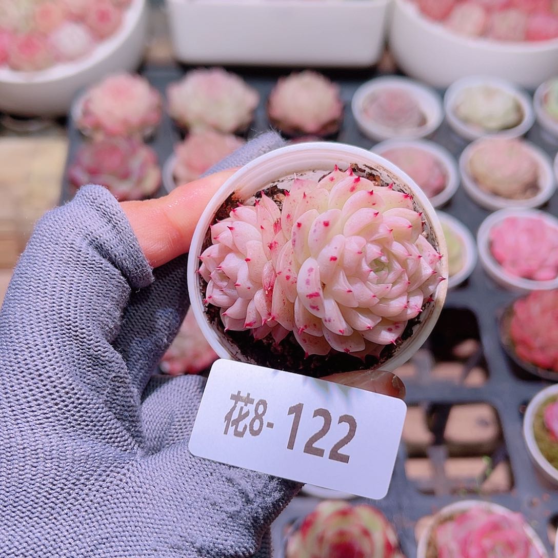 花08-122麦秆双头