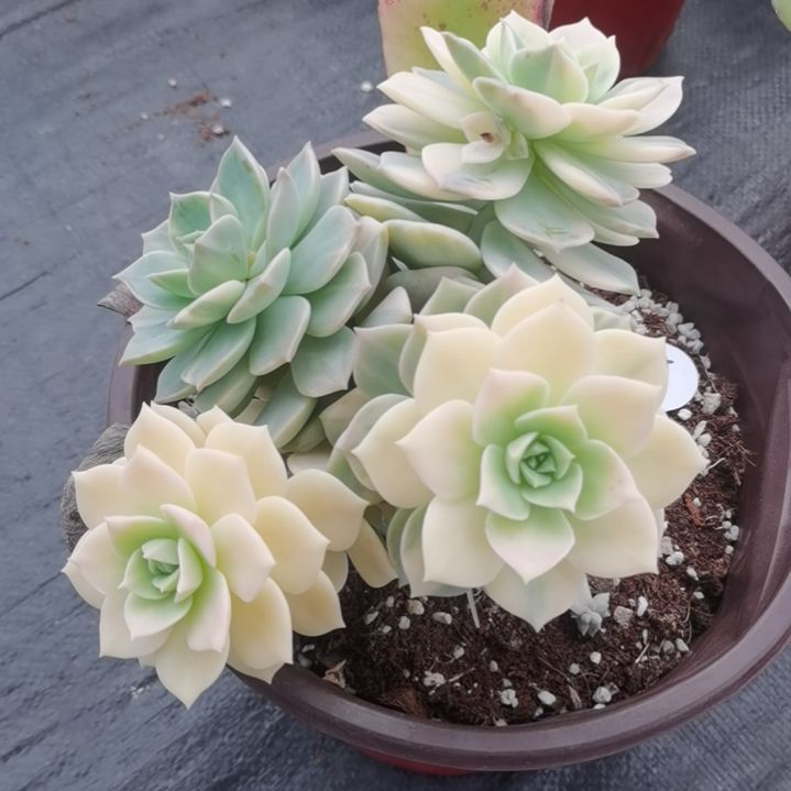 白牡丹超白锦（捌下来发货）