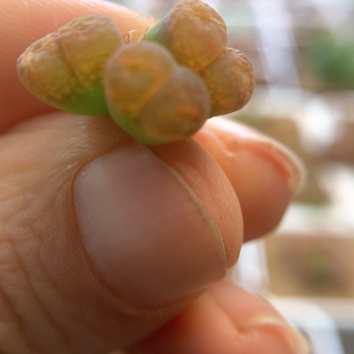 012特特特 肉锥植物