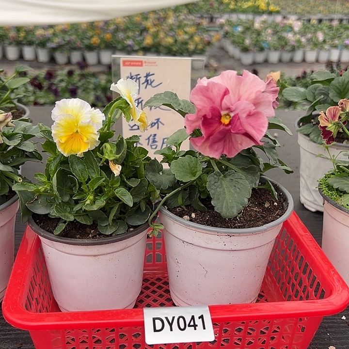 大部分花苞少量开放041号