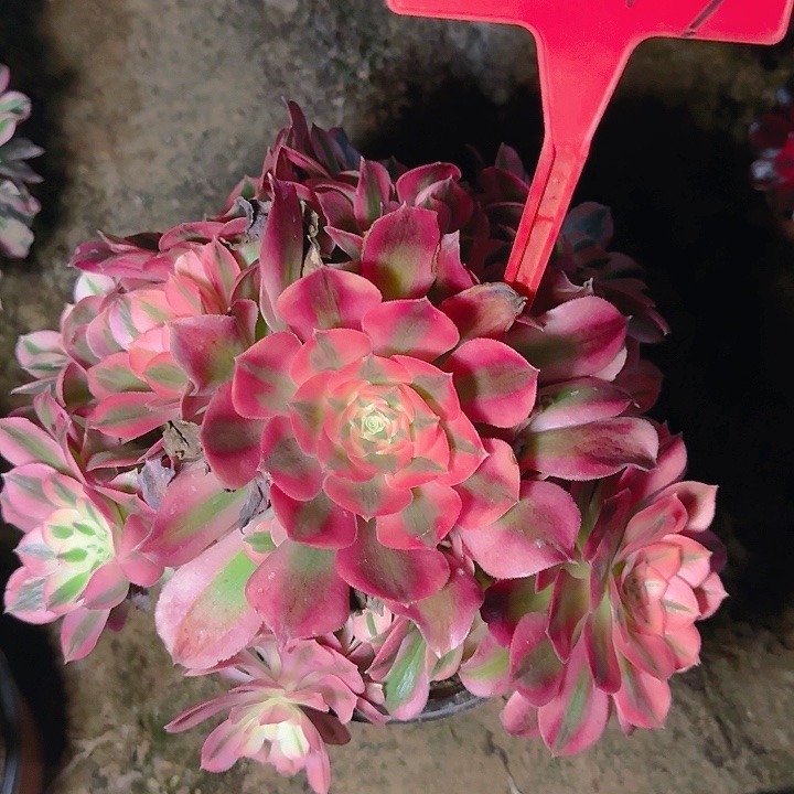 5-147粉女巫多肉法师