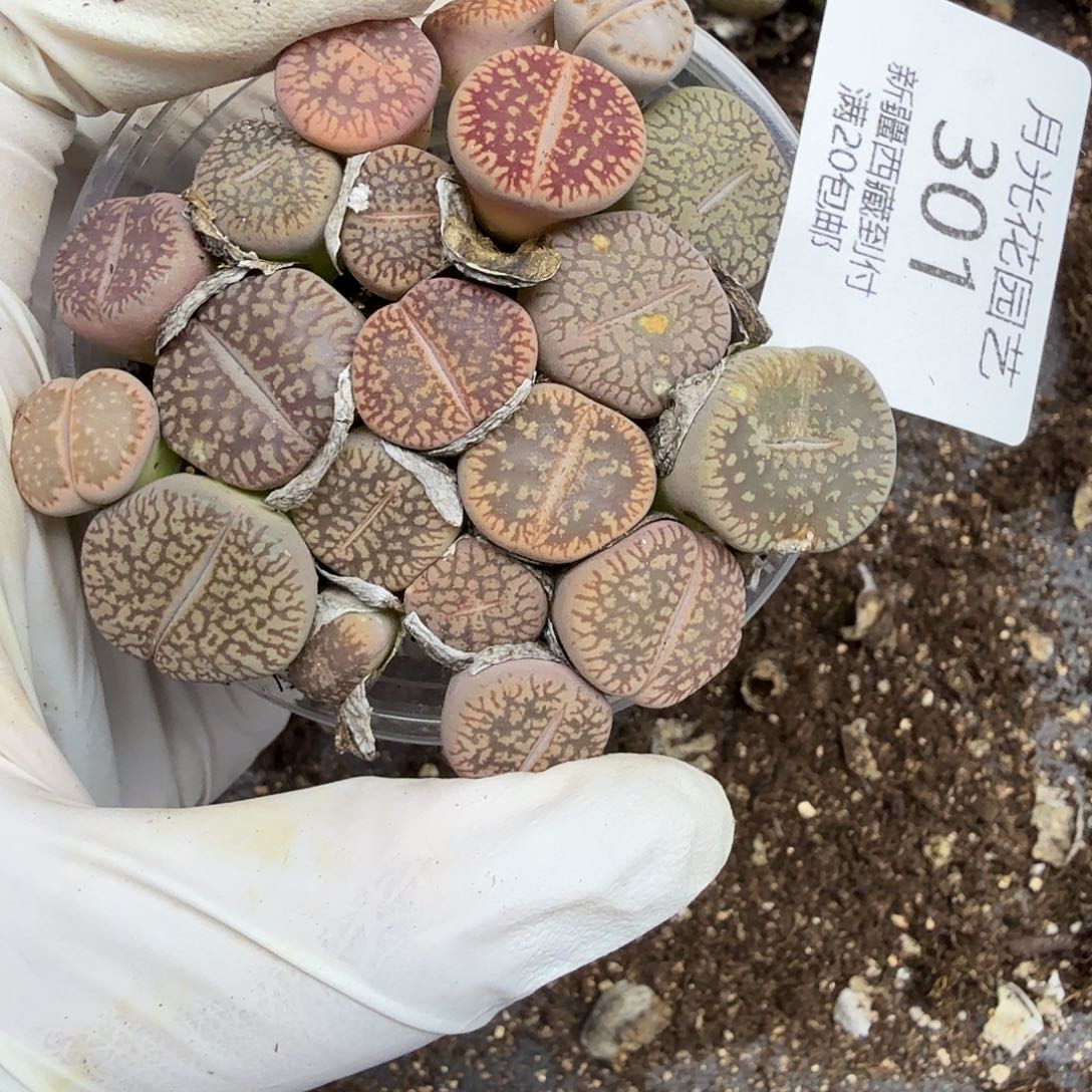 是不是很喜欢这个风格哟301