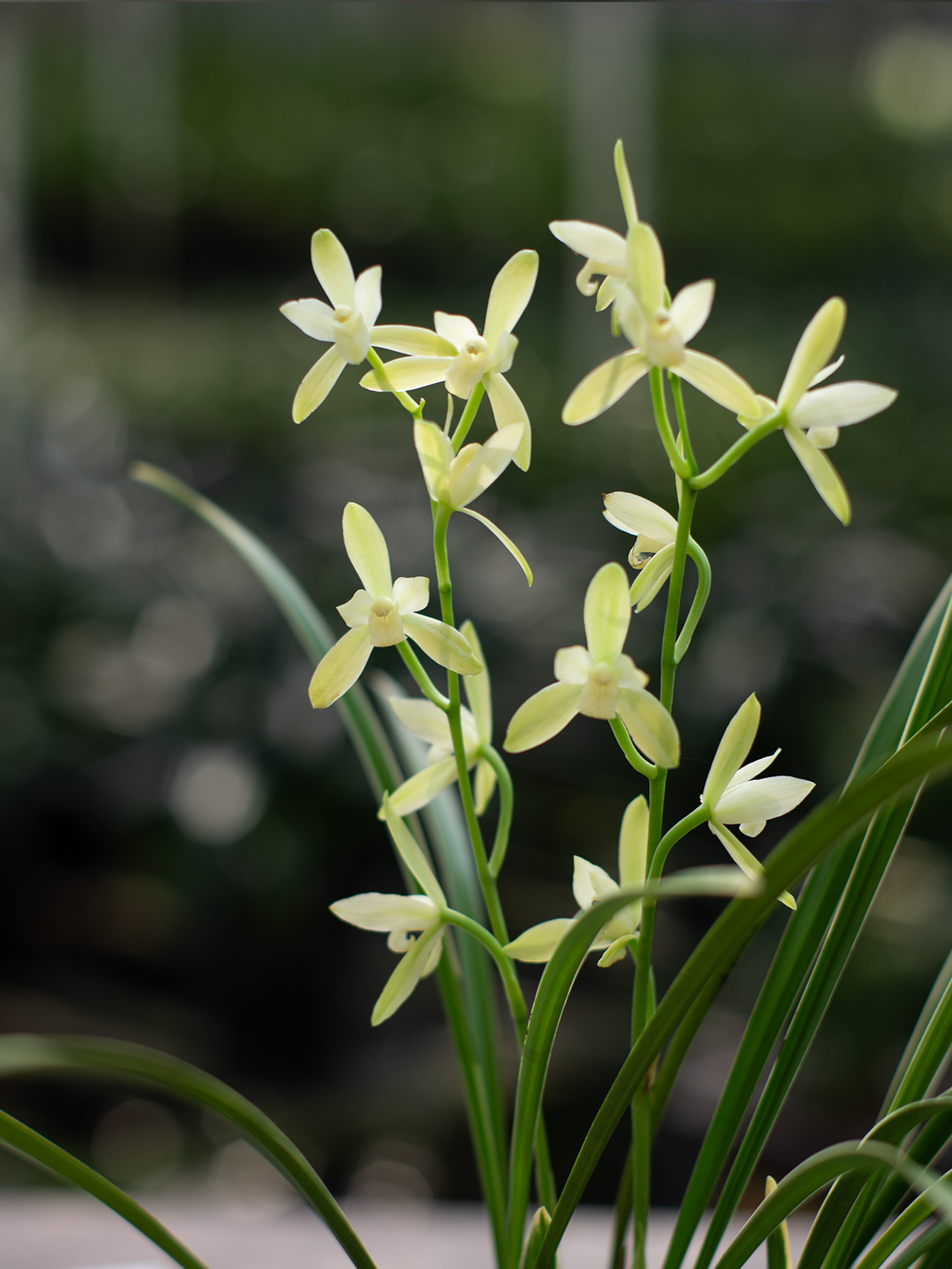 老叶精选建兰铁骨锦旗