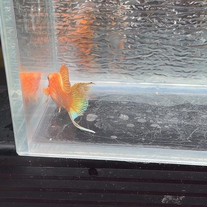 孔雀鱼玛丽鱼一条黄金公