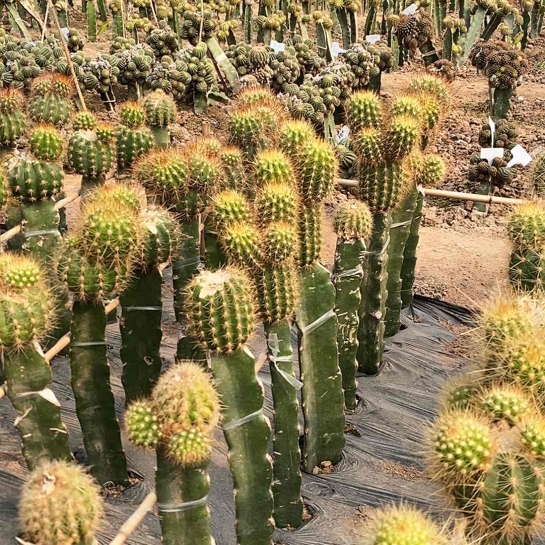 彩 光辉岁月侧芽5公分左右