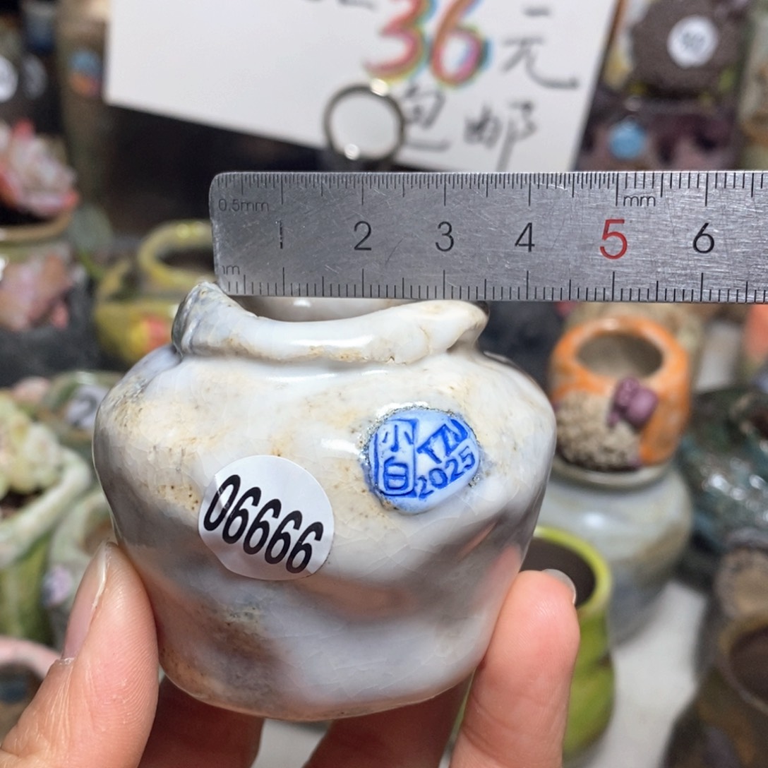 花盆拍3送一个小礼物