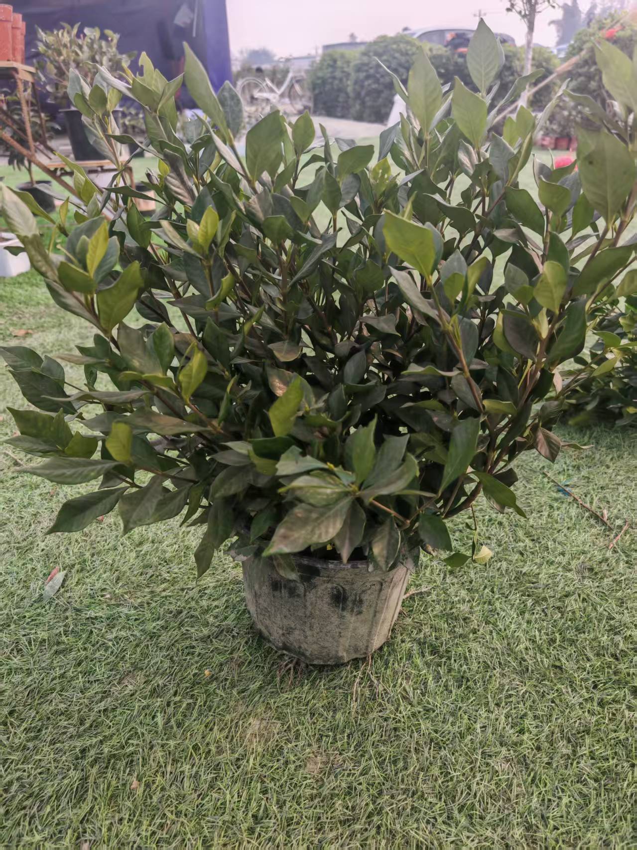 四季榄叶栀子花原盆原土带花苞19