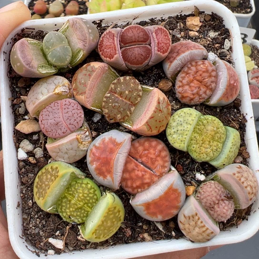 1.21好看的多肉090