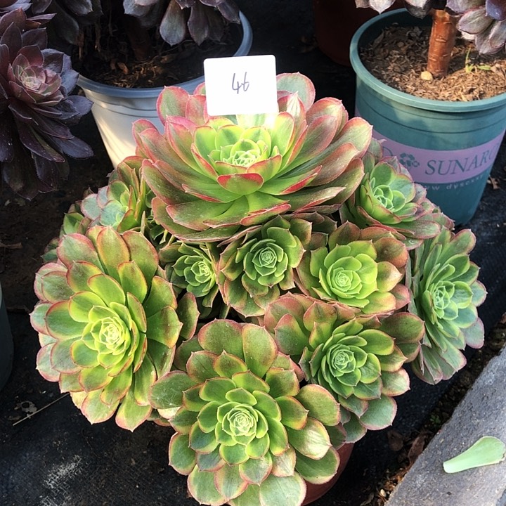 46号 万奶白锦 多肉植物