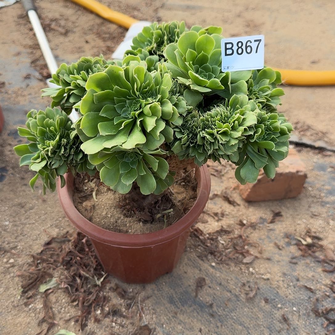 867绿缀一颗满28包邮