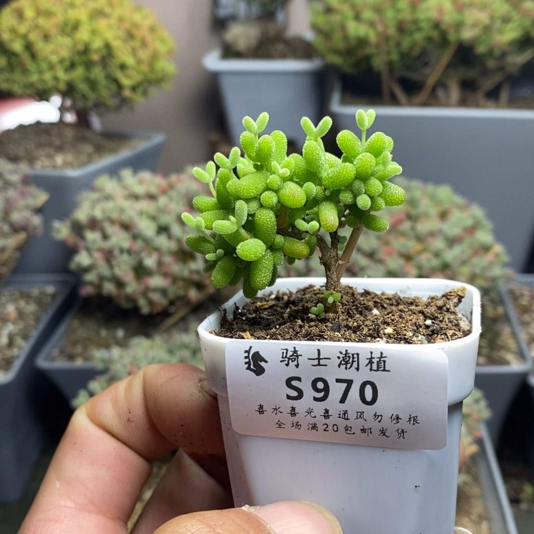 970蜜橘糖球枝干