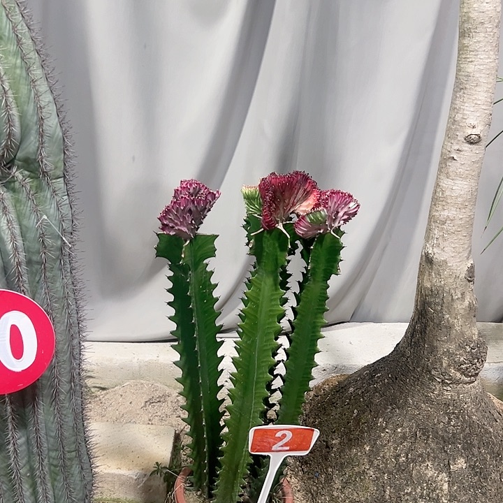 【闪购商品】东**重麒麟