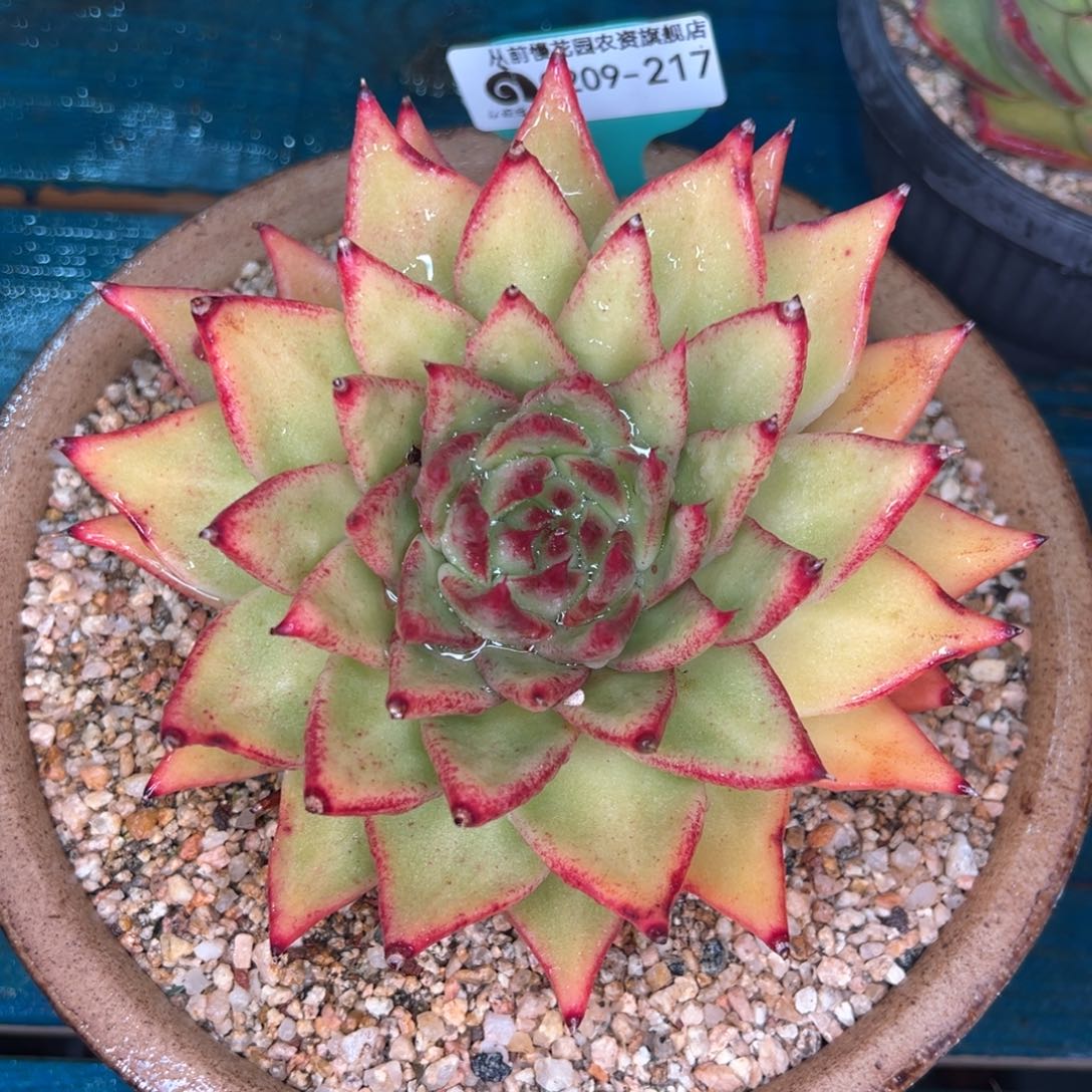 从前慢多肉精选编号0209.217