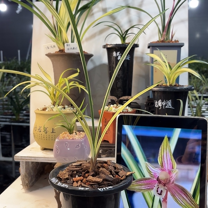 完全开放春剑春剑