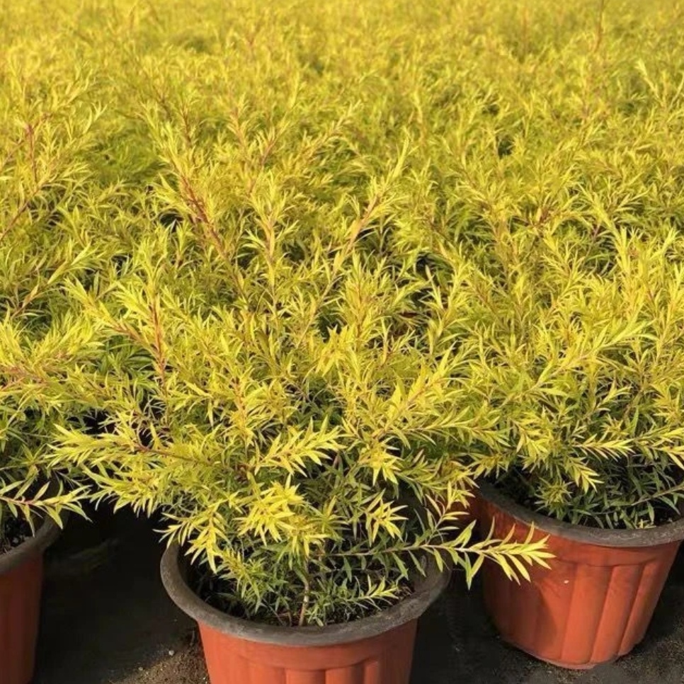 黄金香柳清香木千层金净化空气耐热多年生花镜植物庭院四季常青