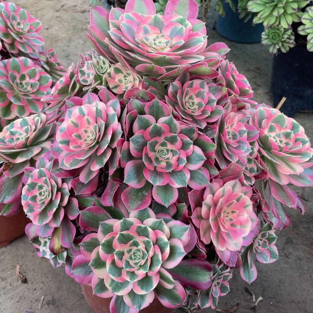 210七彩石精品法师多肉