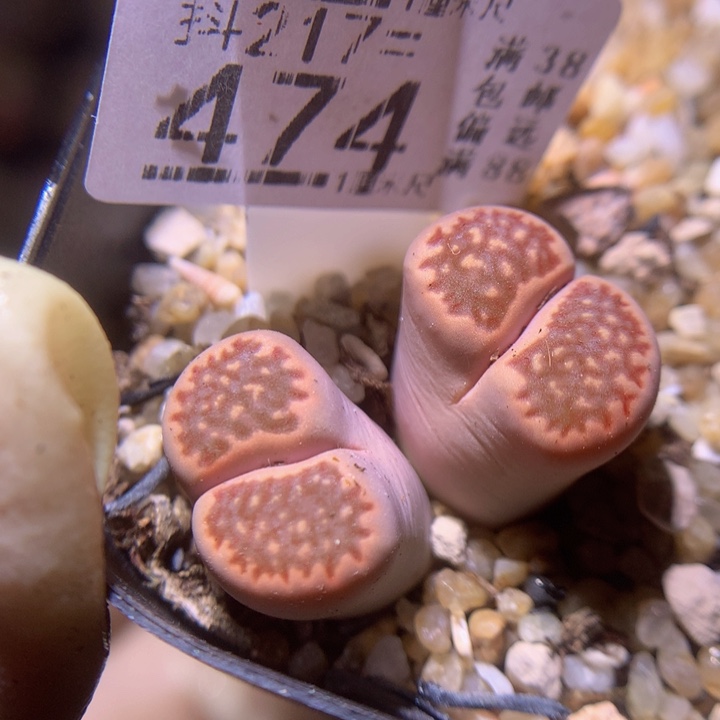 精品生石花217.474