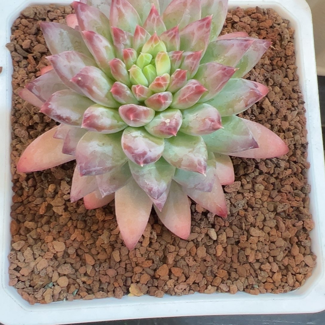 好看的暗纹肉肉一颗