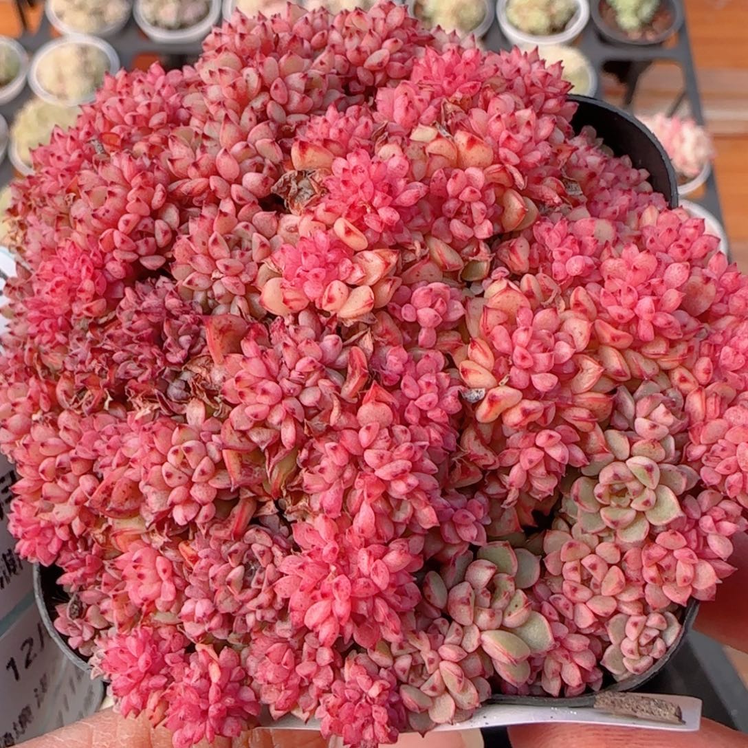 花语多肉1211-350甜茶散